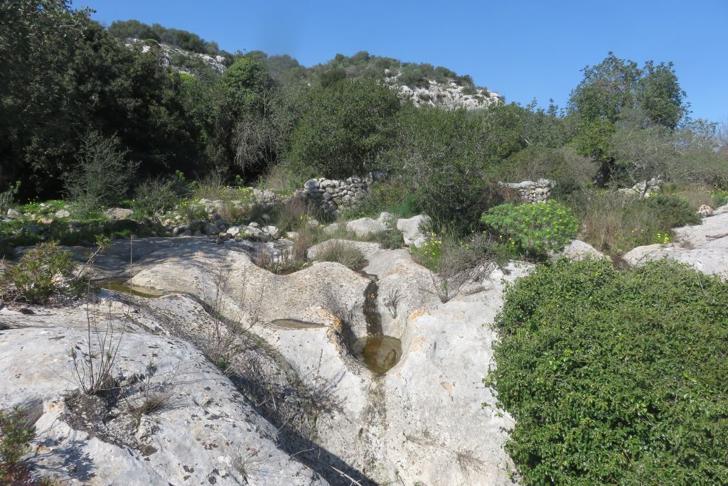 Ovature di Discoglossus pictus e habitat